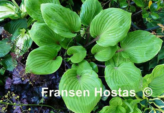 Hosta Sugar Plum  